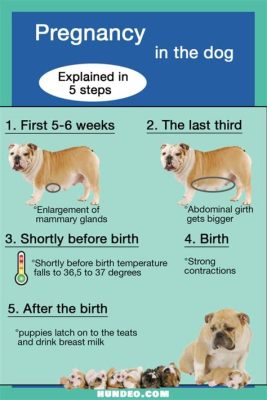 狗狗多久會知道懷孕?狗狗是否能感受到自己怀孕的迹象?