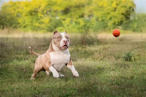 惡霸犬多少錢一隻 認知惡霸犬在現代社會的意義